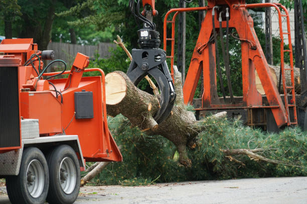 Leaf Removal in Stem, NC