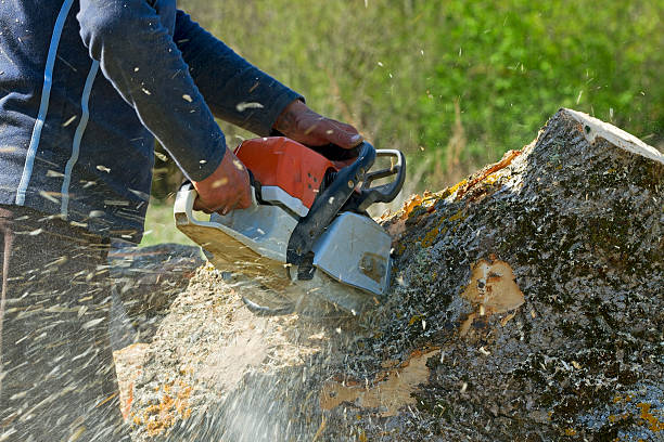 Best Storm Damage Tree Cleanup  in Stem, NC